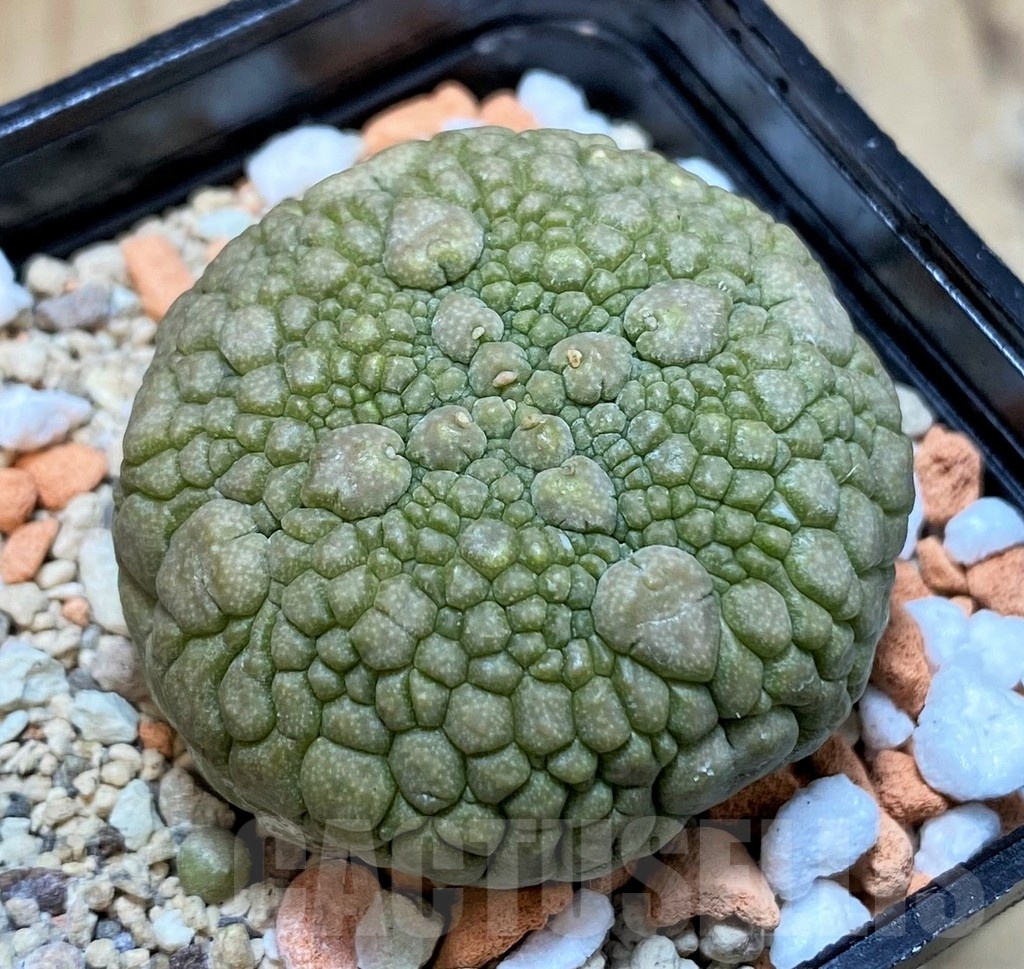 SH24610 Pseudolithos migiurtinus