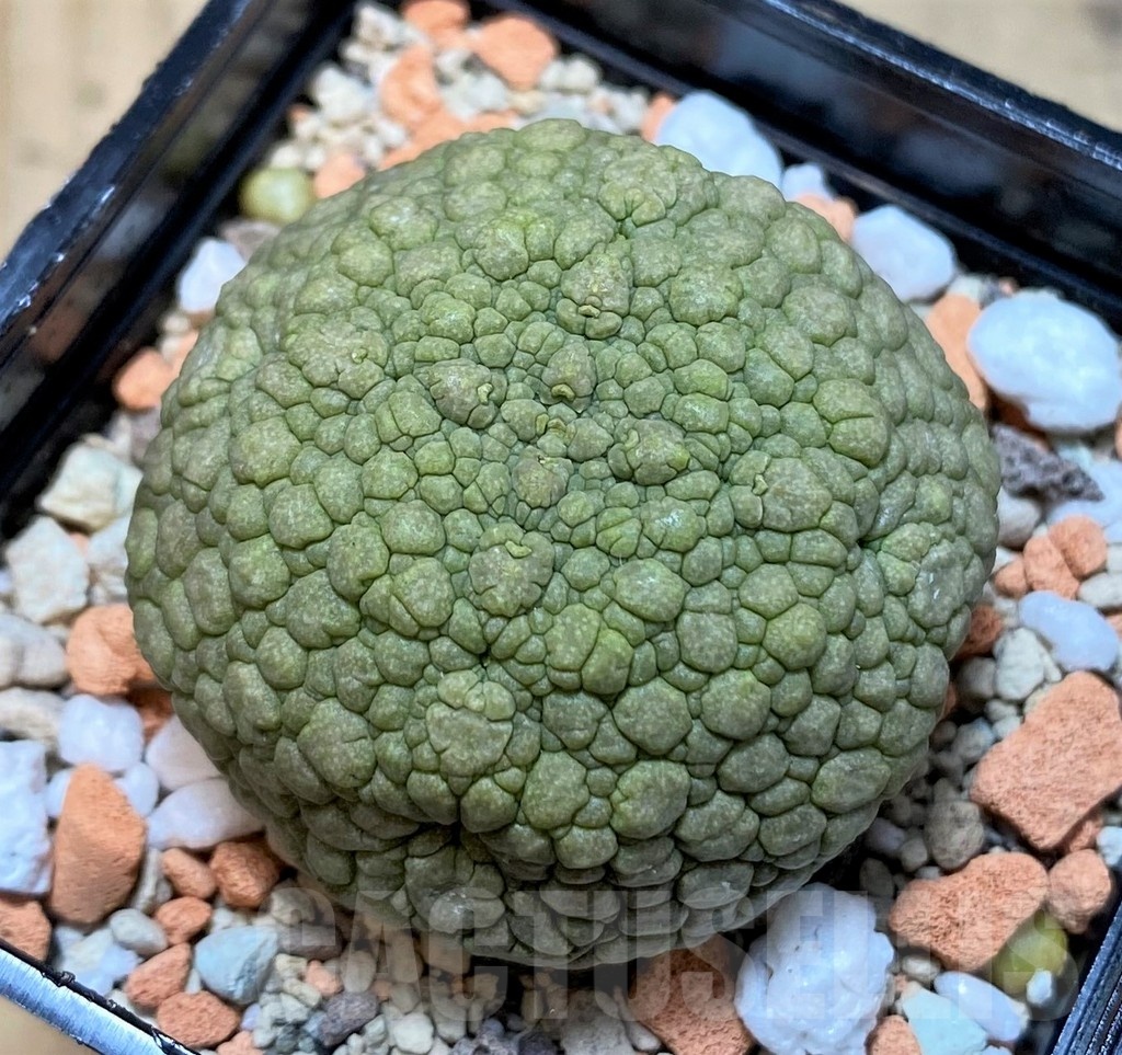 SH24611 Pseudolithos migiurtinus