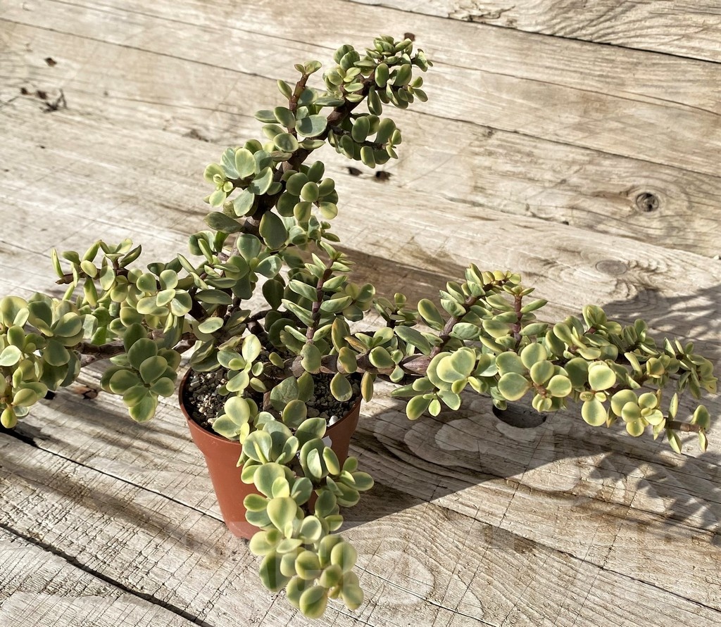 SH24559 Portulacaria afra f. variegata - Image 3