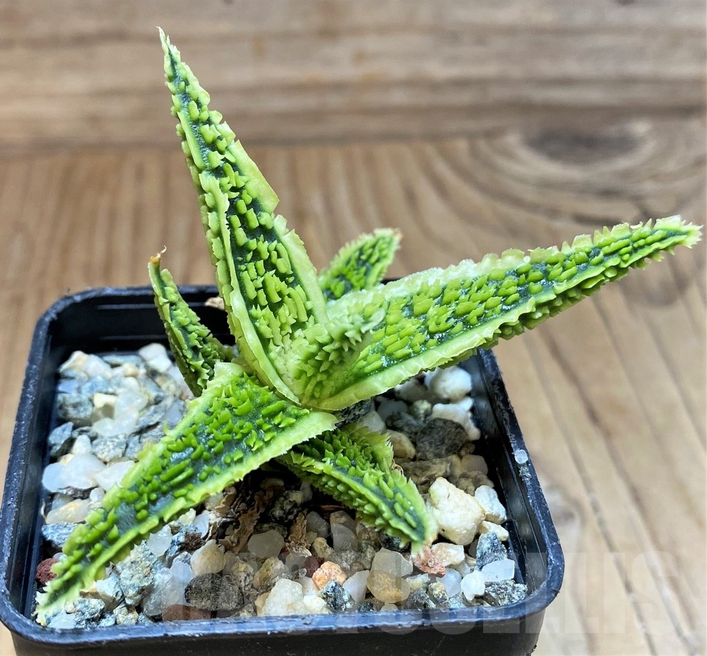 SH24613 Aloe TCT hybrid