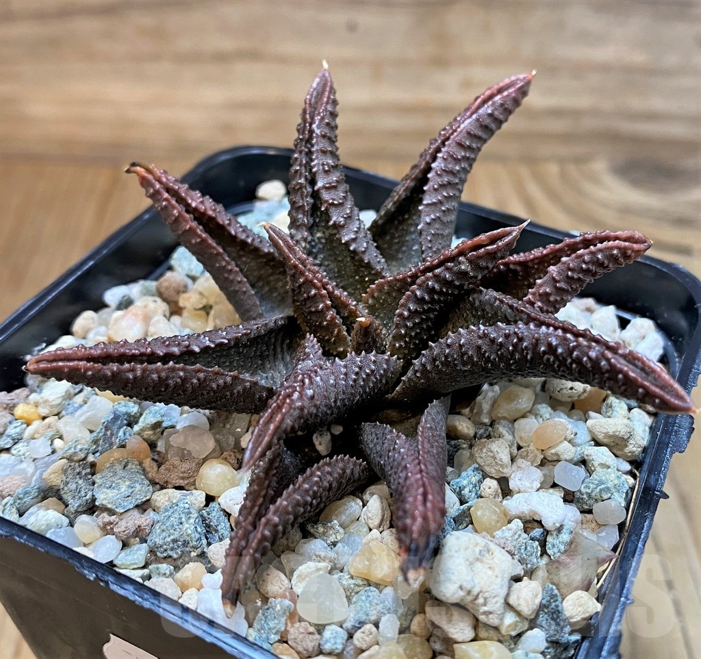 SH24618 Haworthia koelmaniorum