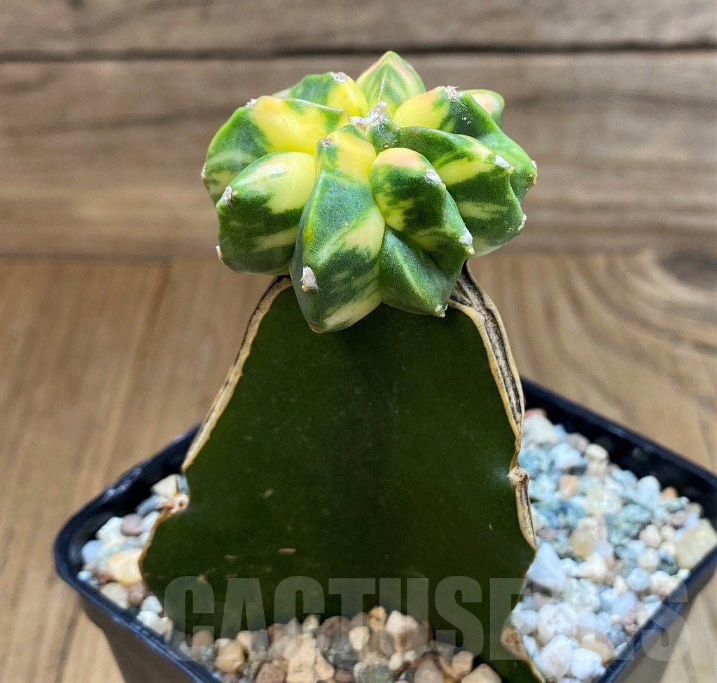 SH24620 Astrophytum myriostigma 'Kikko' f. variegata, grafted - Image 2