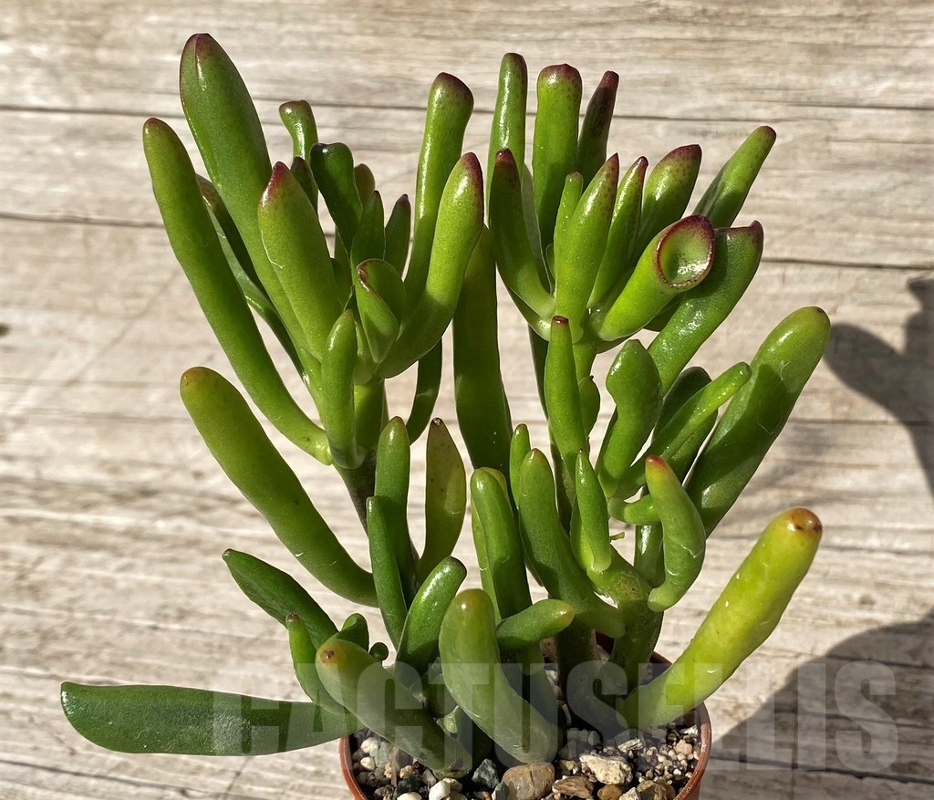 SH24566 Crassula ovata 'Hobbit' - Image 2