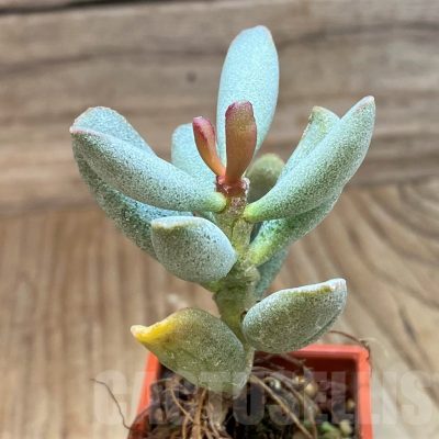 SH24626 Adromischus marianae v. kubusensis