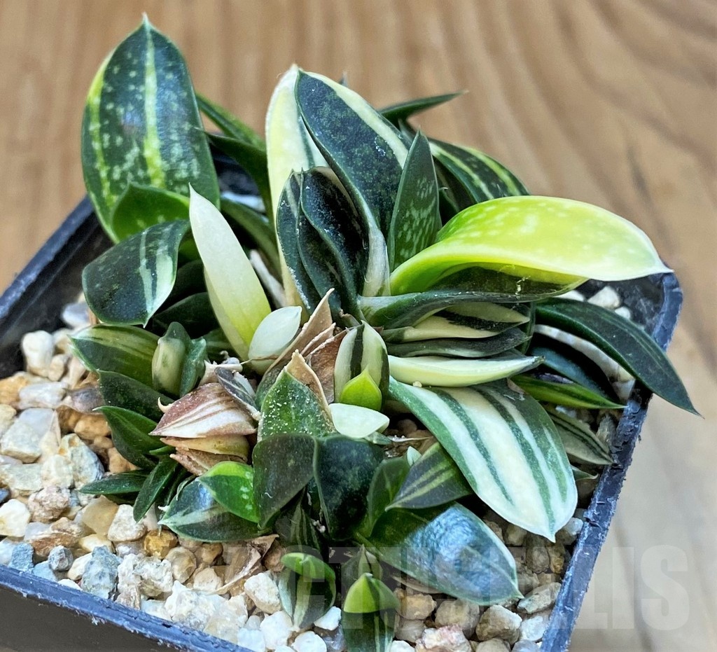 SH24721 Gasteria maculata f. variegata IB13016 - Image 2