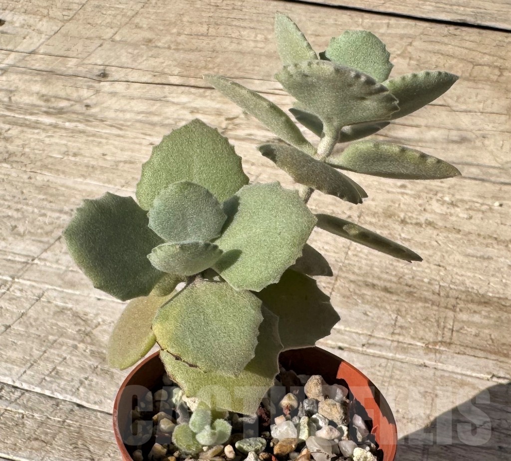 SH24847 Kalanchoe millotii - Image 2