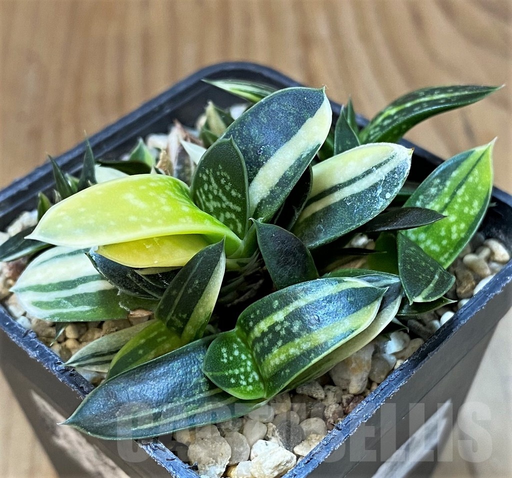 SH24721 Gasteria maculata f. variegata IB13016