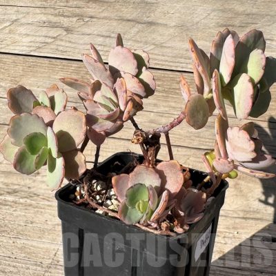 SH24848 Kalanchoe fedtschenkoi