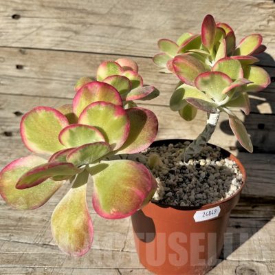 SH24849 Kalanchoe thyrsiflora f. variegata