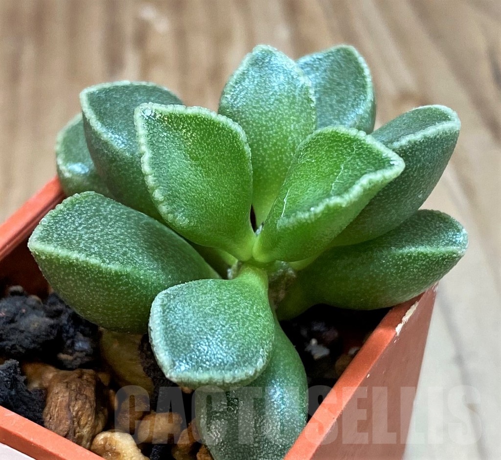 SH24627 Adromischus marianiae v. tanqua - Image 2