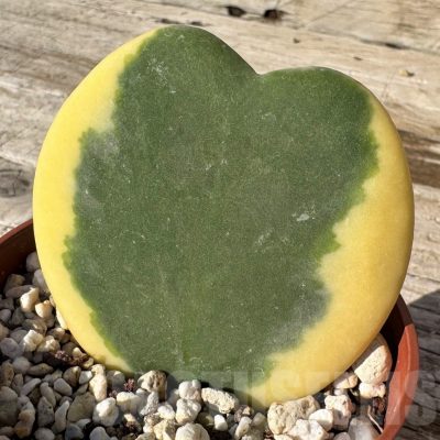 SH24855 Hoya kerrii f. variegata