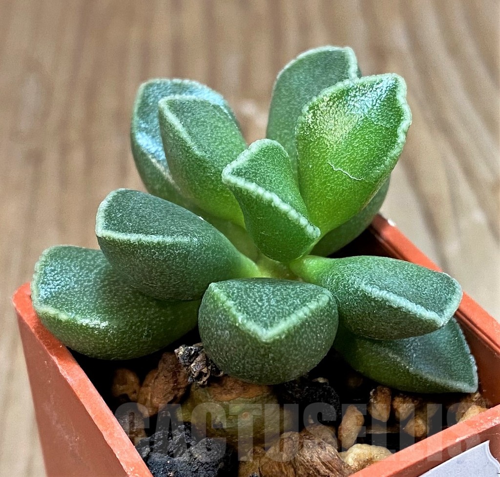 SH24627 Adromischus marianiae v. tanqua