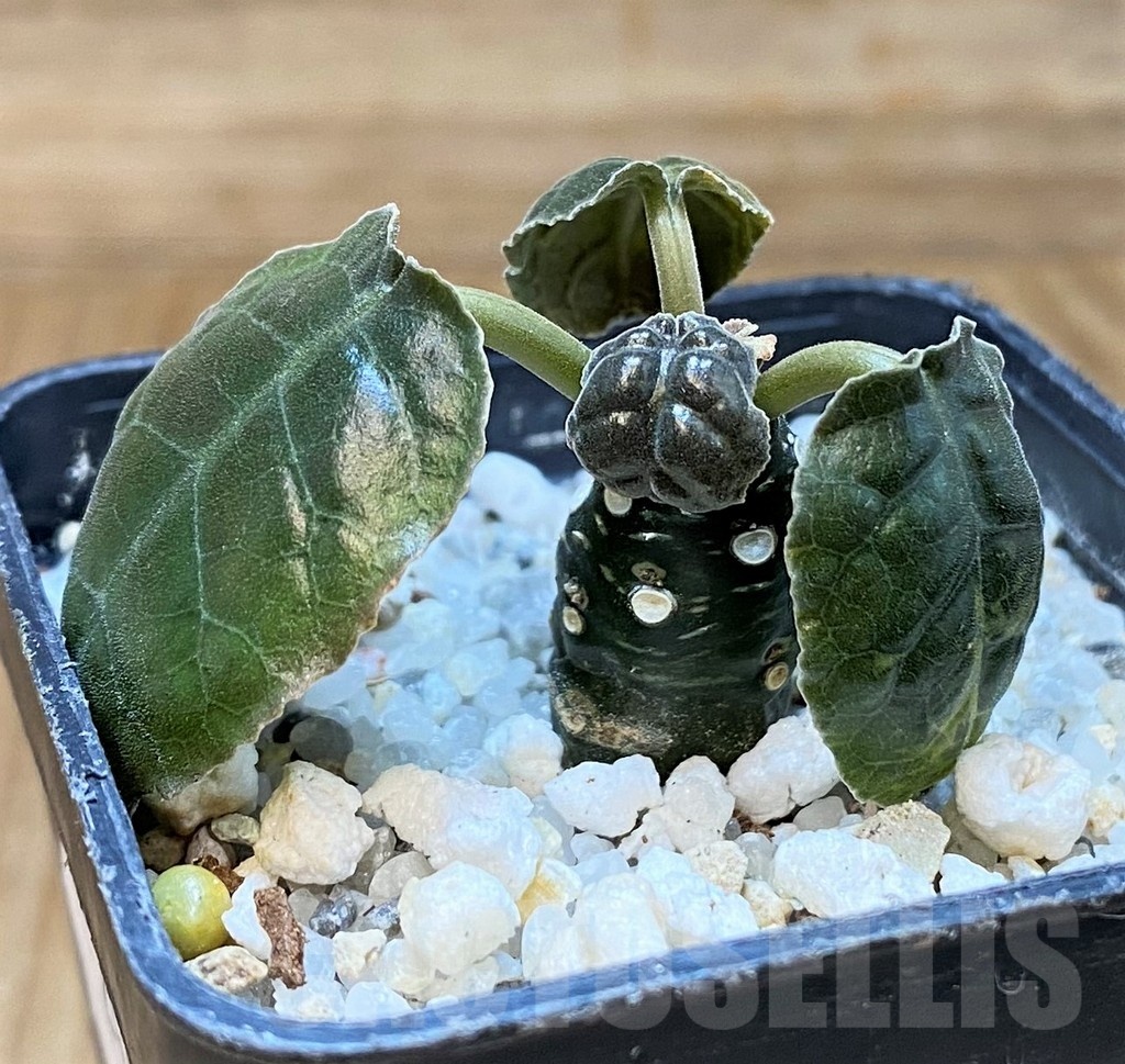 SH24731 Dorstenia foetida - Image 2