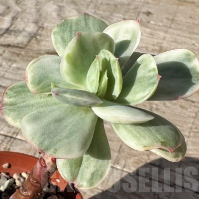 SH24858 Echeveria ‘Lemon Lime’ f. variegata