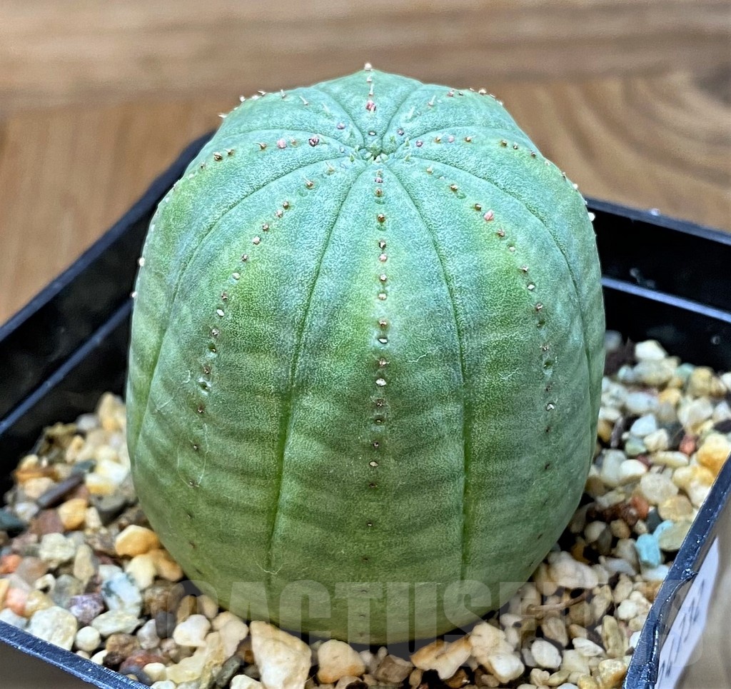 SH24732 Euphorbia obesa - Image 2