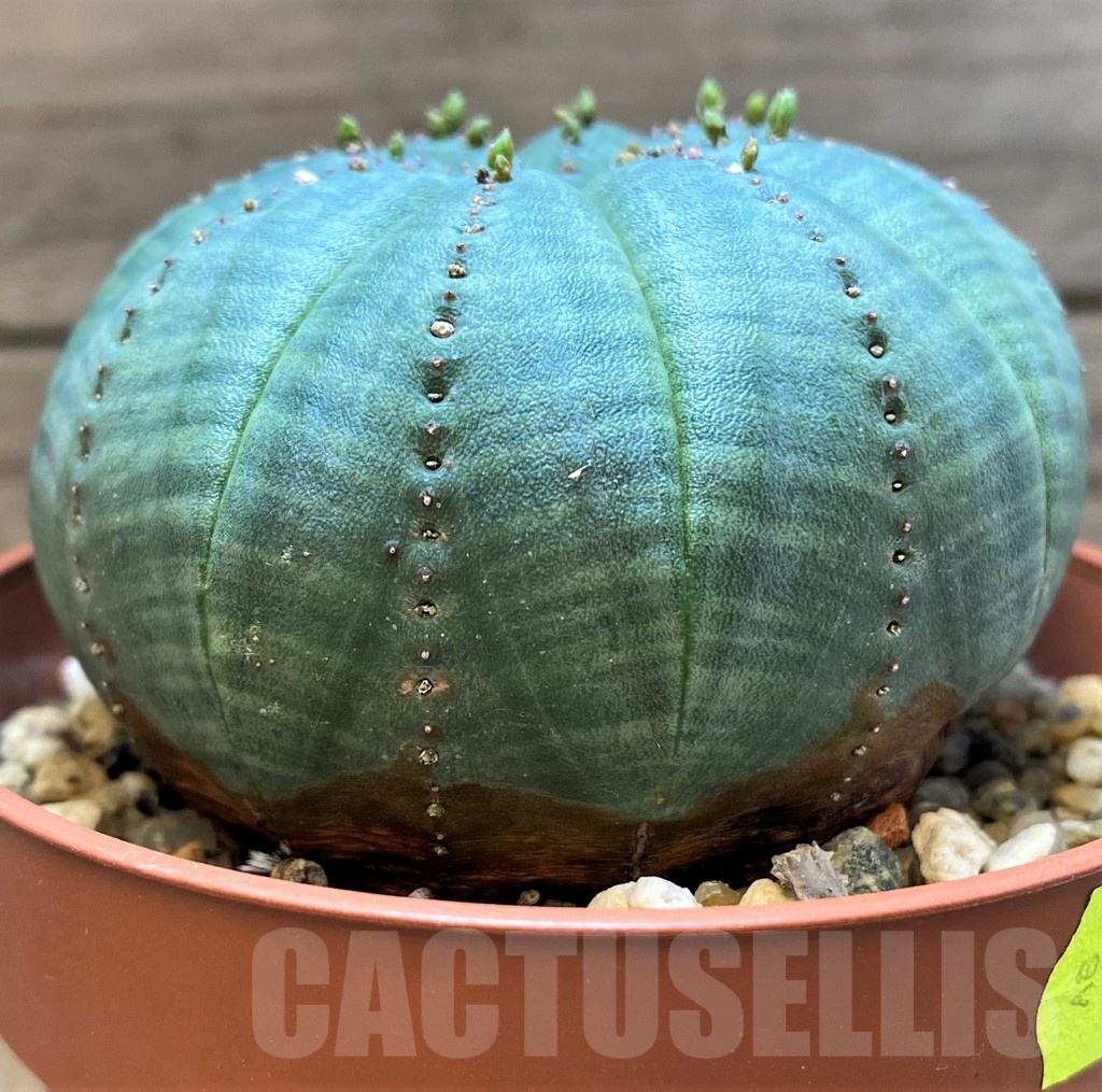 SH24733 Euphorbia symmetrica - Image 2