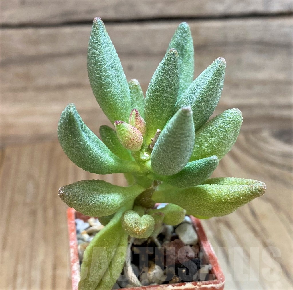 SH24628 Adromischus marianiae 'Alveolatus' - Image 2