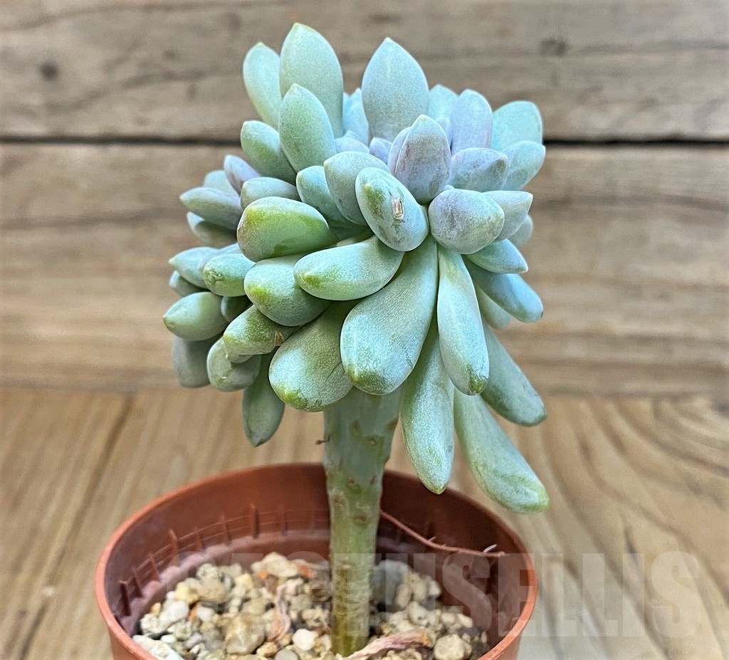 SH24742 Graptophytum 'Supreme' - Image 2