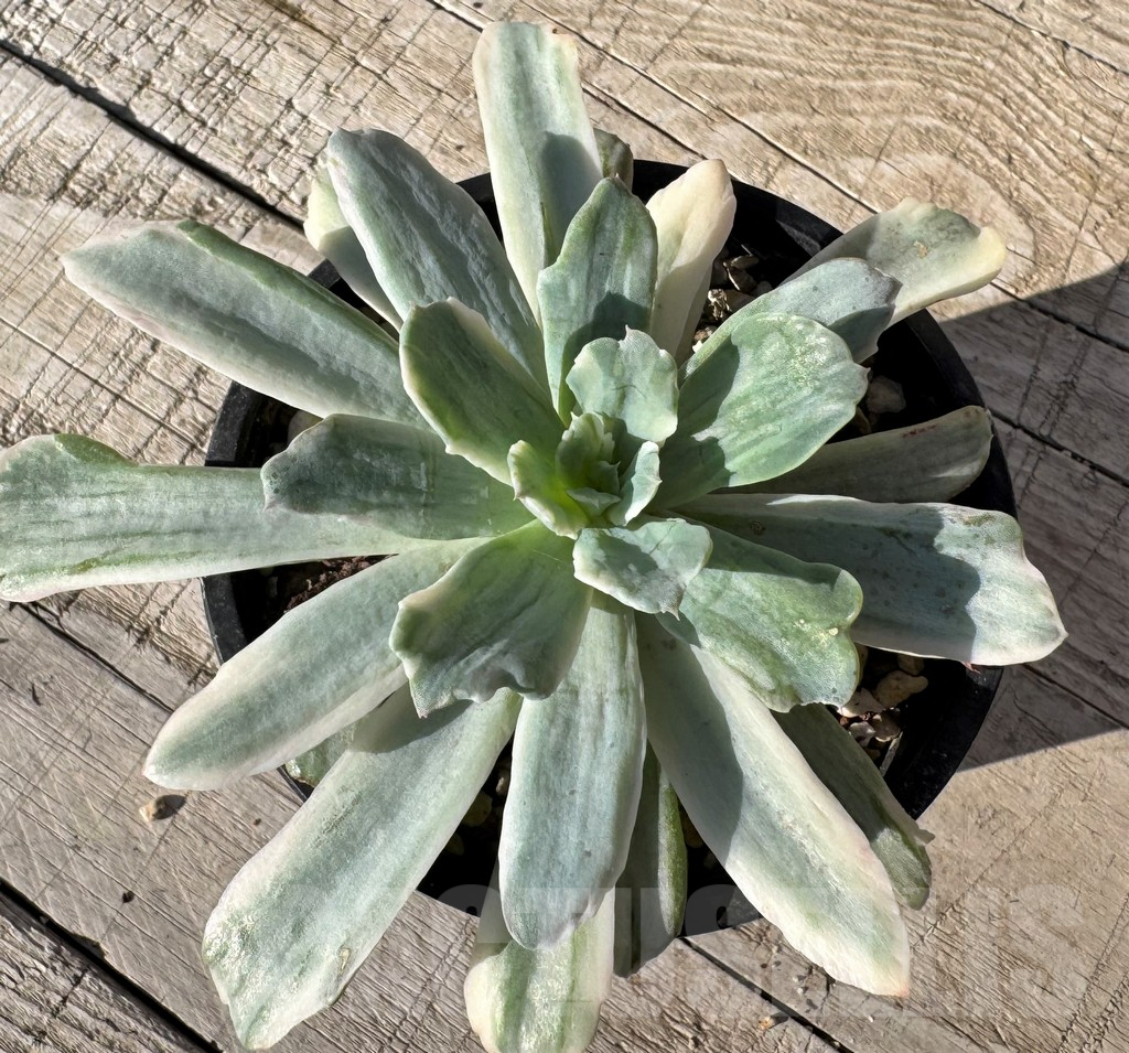 SH24870 Echeveria 'Hoveyi' f. variegata - Image 2