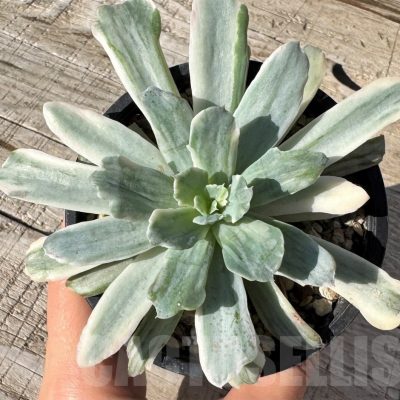 SH24870 Echeveria 'Hoveyi' f. variegata