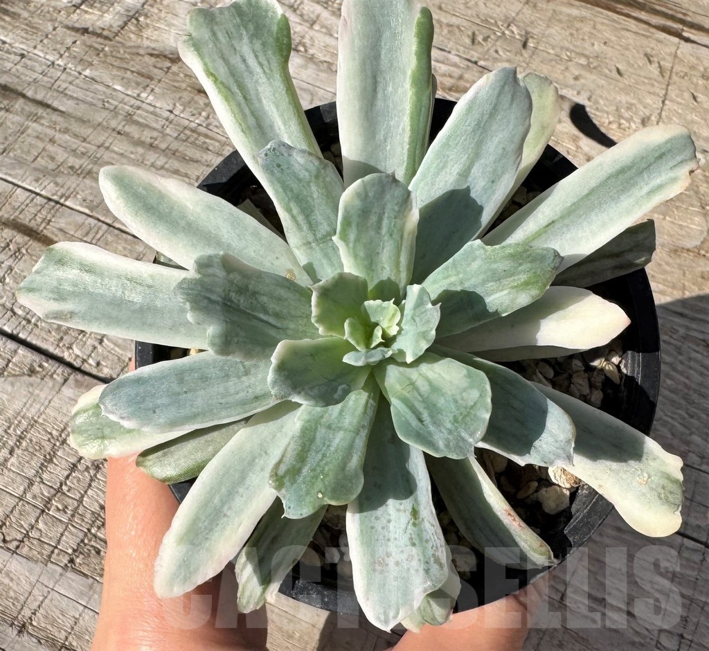SH24870 Echeveria 'Hoveyi' f. variegata