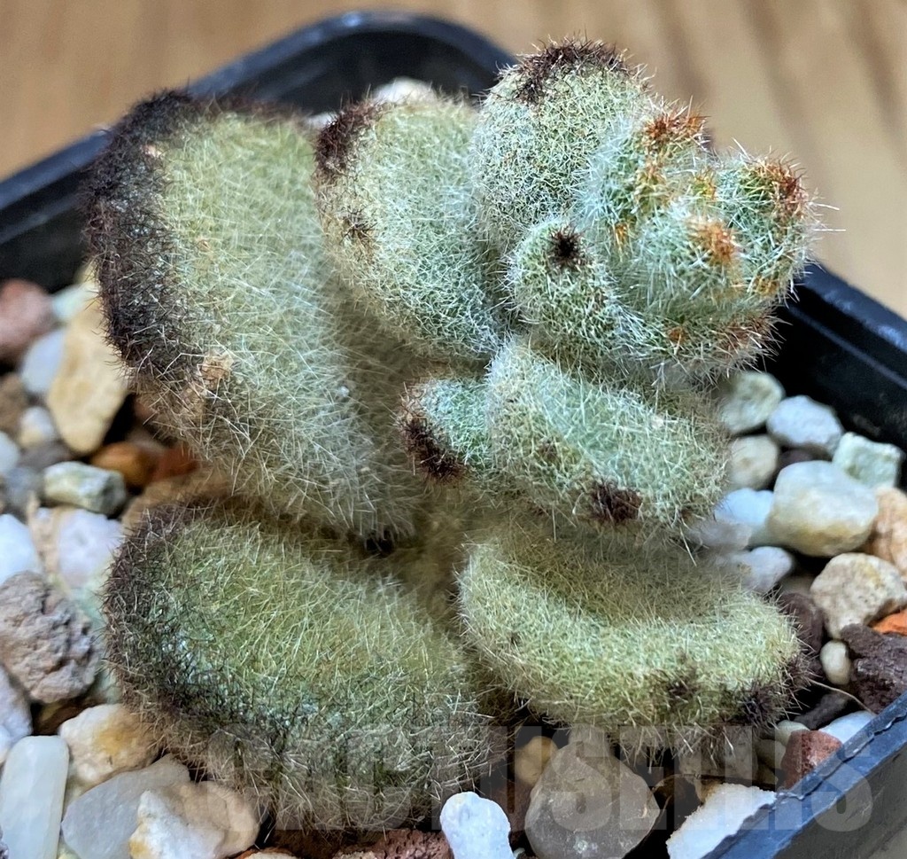 SH24745 Kalanchoe tomentosa 'Teddy Bear' - Image 2