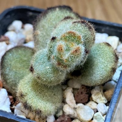 SH24745 Kalanchoe tomentosa 'Teddy Bear'