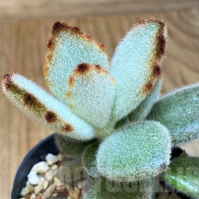 SH24747 Kalanchoe tomentosa