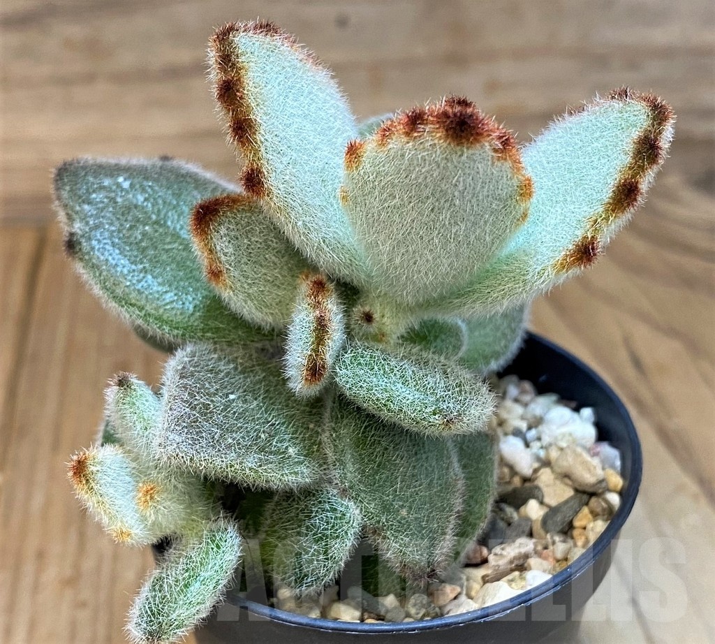 SH24747 Kalanchoe tomentosa - Image 2