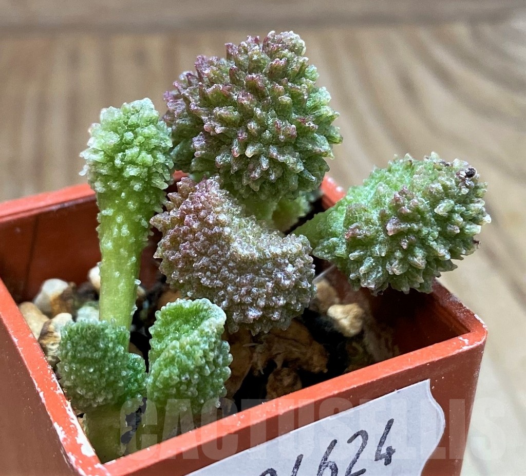 SH24624 Adromischus marianiae ‘Herrei’ - Image 2