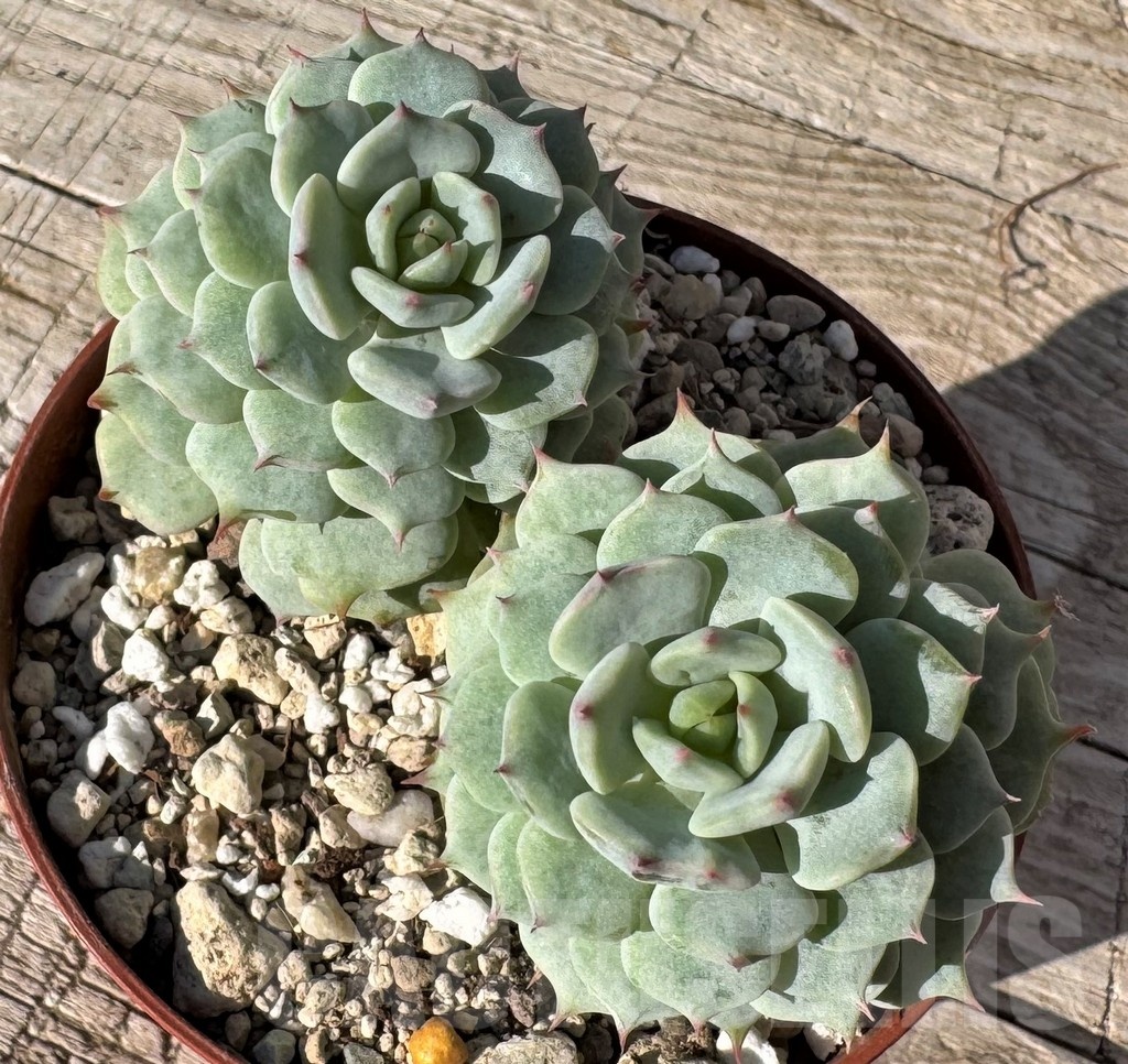 SH24880 Echeveria 'Sugar Princess' - Image 2