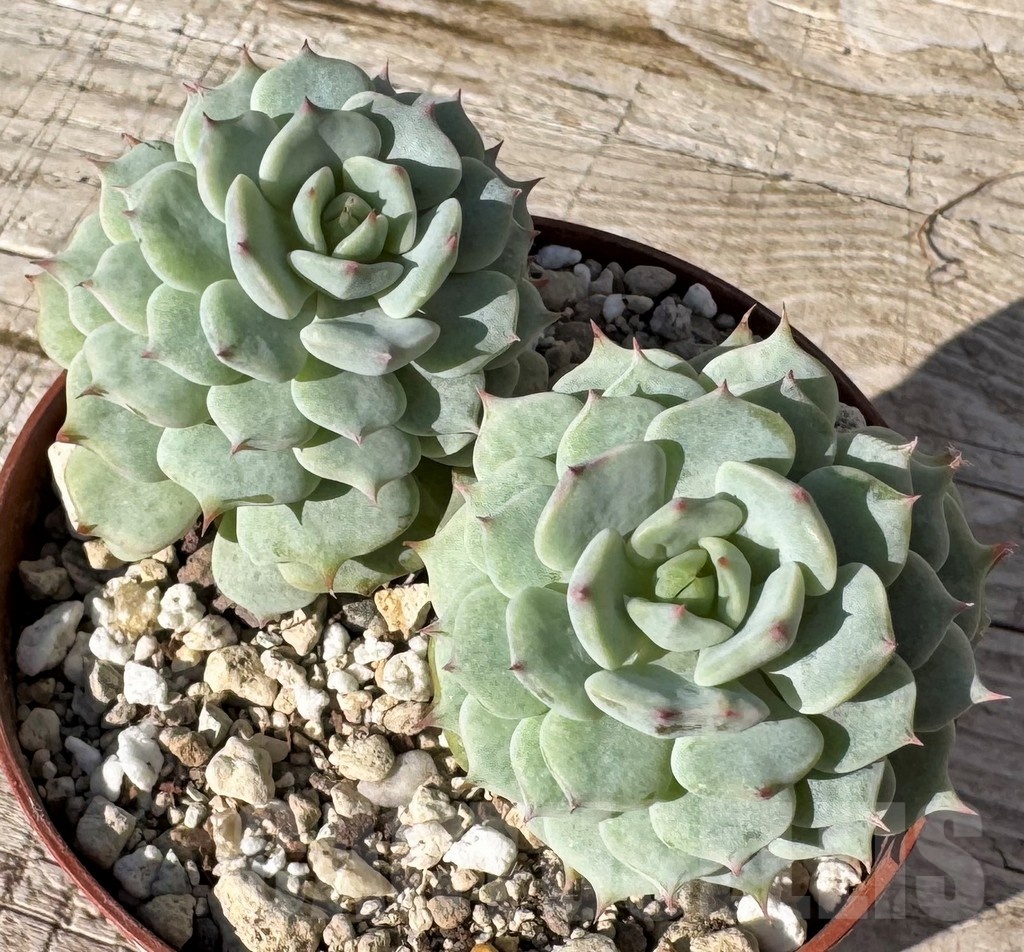 SH24880 Echeveria 'Sugar Princess'