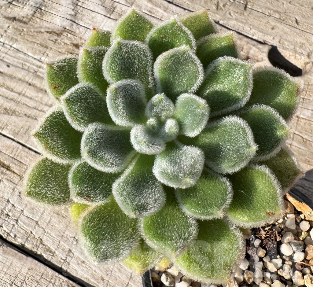SH24881 Echeveria setosa