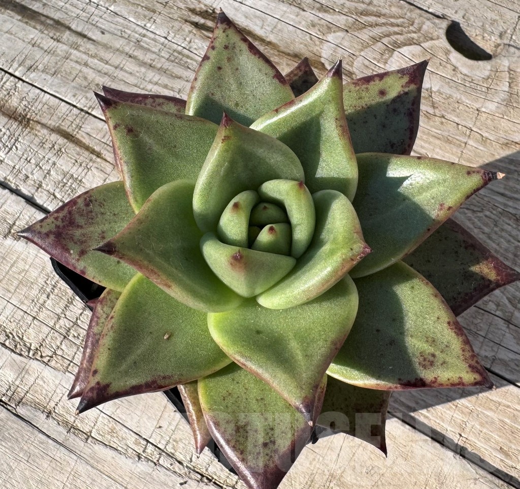 SH24883 Echeveria agavoides 'Ebony' - Image 2