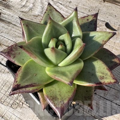 SH24883 Echeveria agavoides 'Ebony'