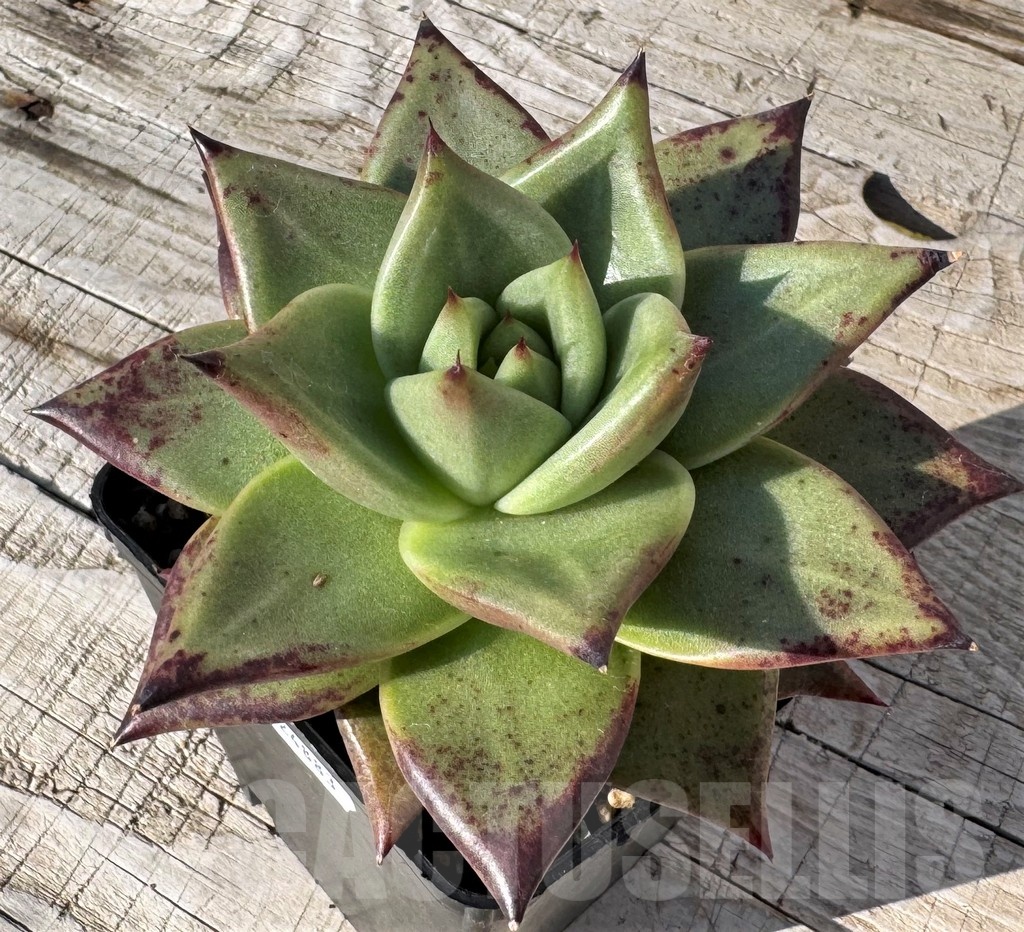 SH24883 Echeveria agavoides 'Ebony'