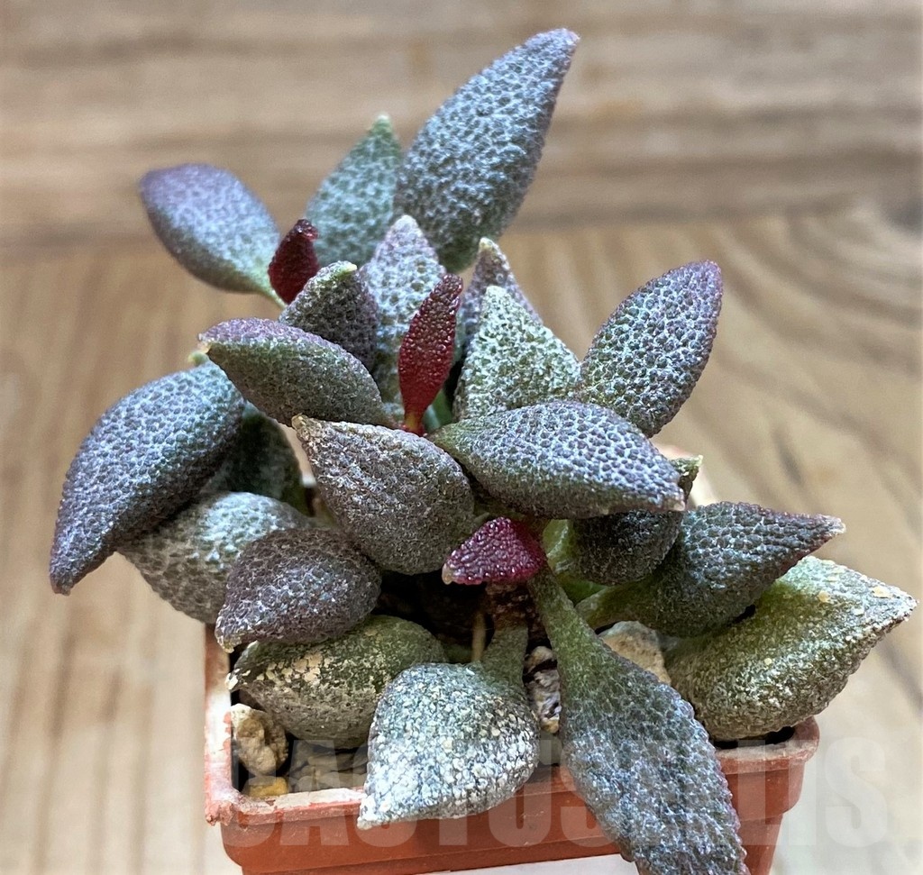 SH24630 Adromischus marianiae - Image 2
