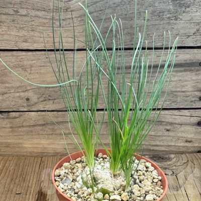 SH24822 Ornithogalum circinatum ES15530