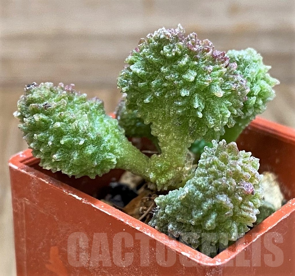 SH24624 Adromischus marianiae ‘Herrei’