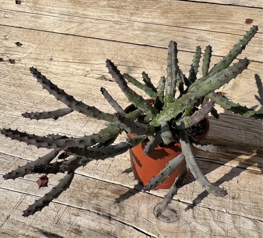 SH24828 Huernia pendurata - Image 2