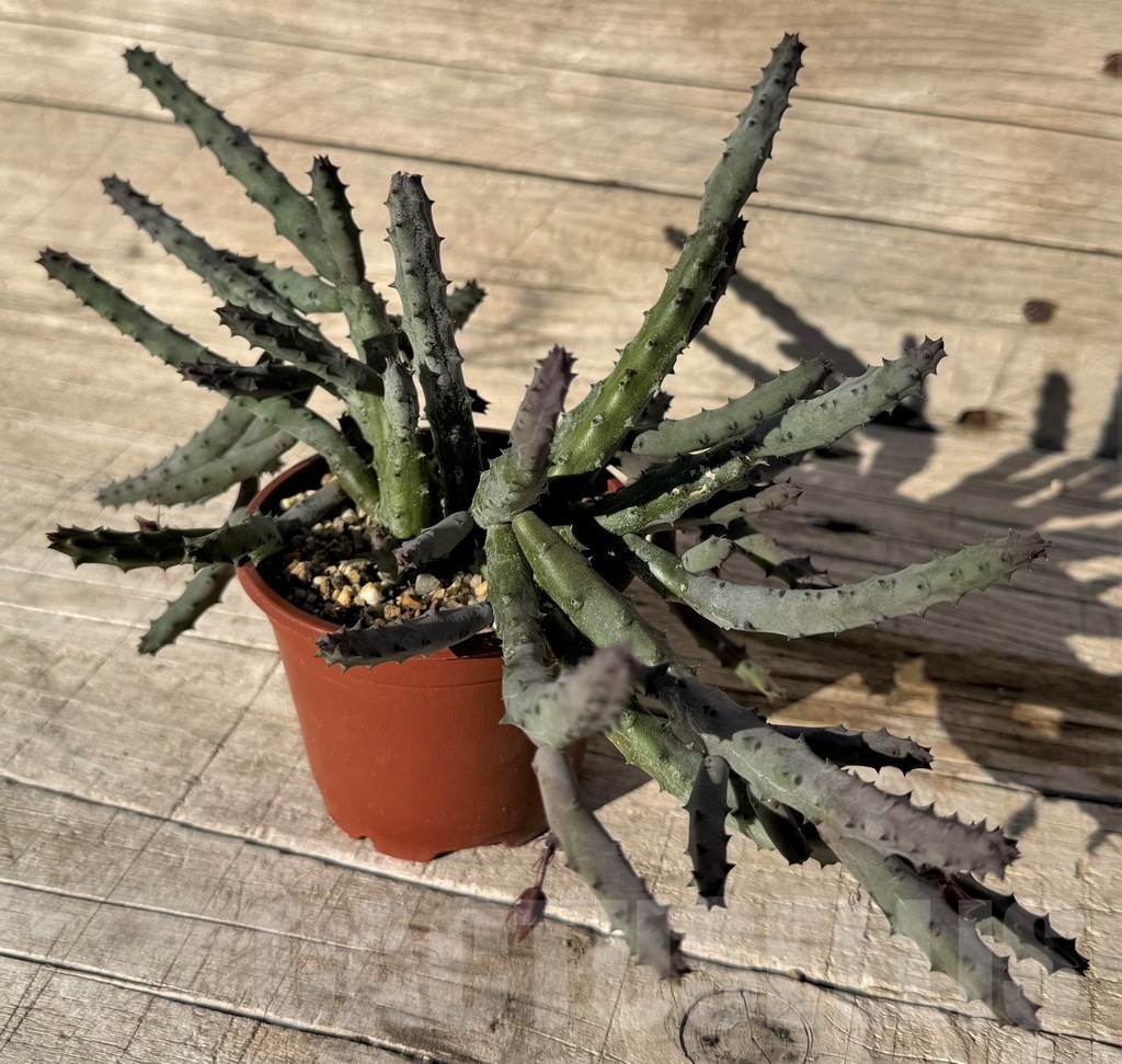 SH24828 Huernia pendurata - Image 3