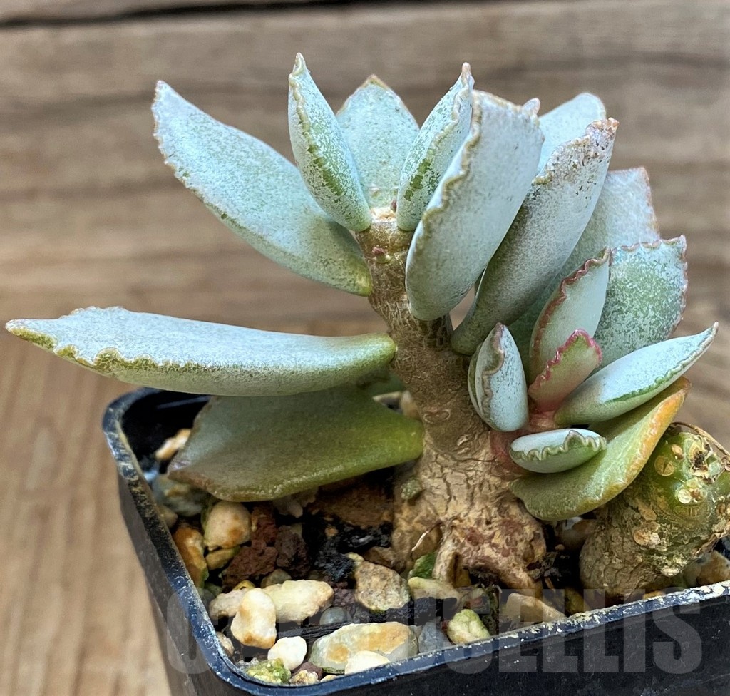 SH24639 Adromischus schuldtianus - Image 2