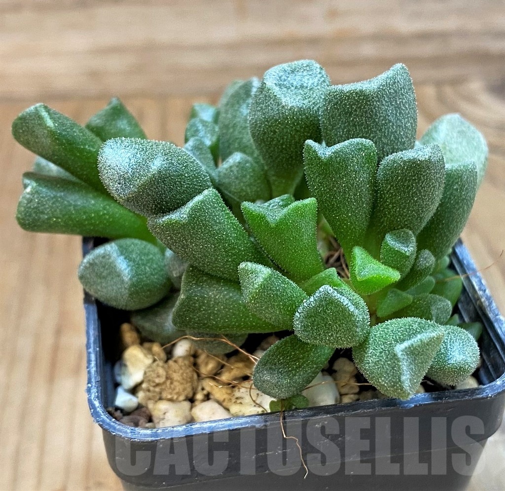 SH24640 Adromischus cristatus v. schonlandii