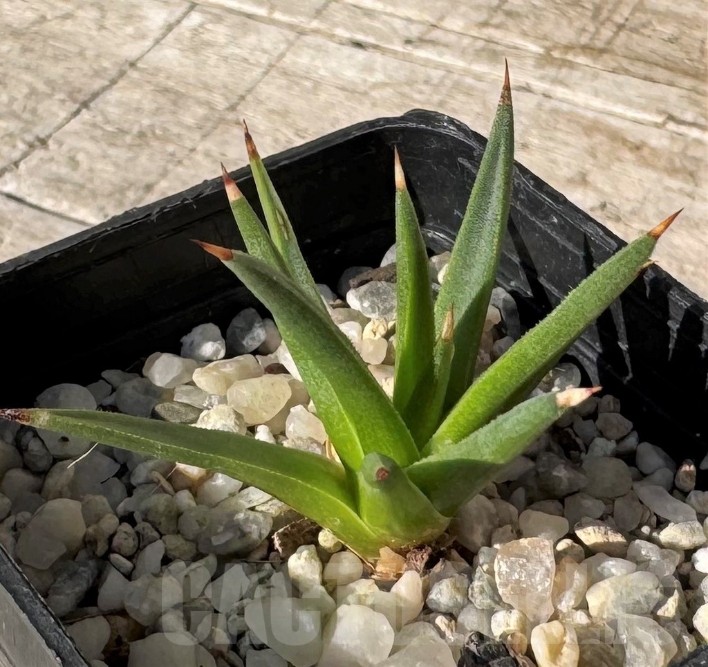 SH24831 Agave albopilosa - Image 2