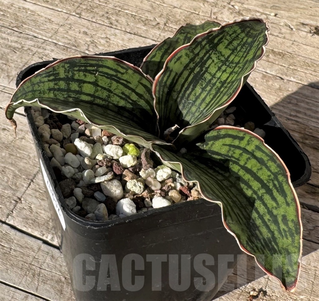 SH24832 Sansevieria ‘Cleopatra’ - Image 2