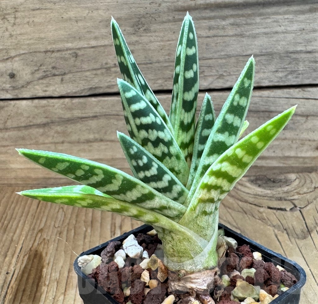SH24833 Aloe variegata - Image 2