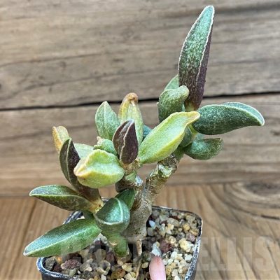 SH24643 Adromischus marianiae hybrid -Germania-