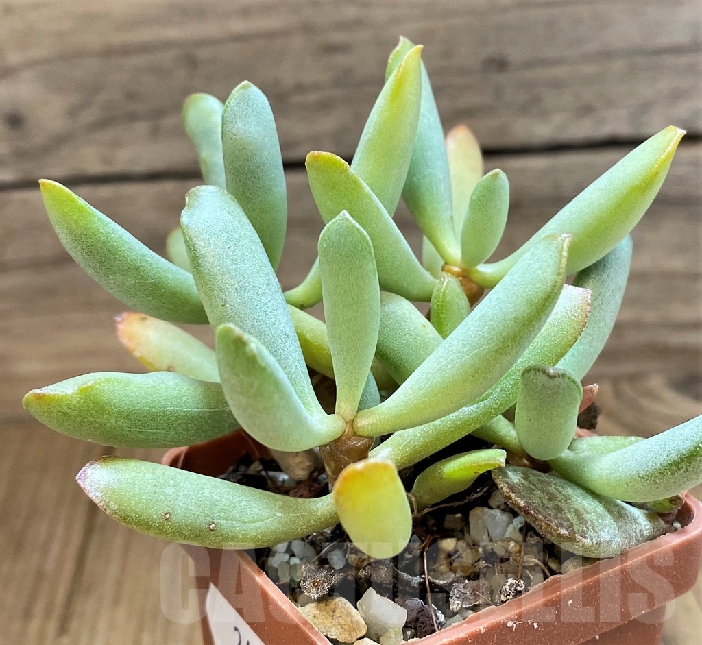 SH24645 Adromischus hybrid - Image 2