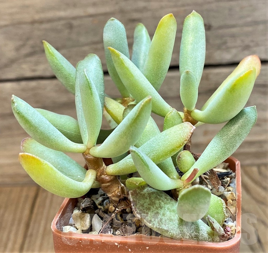 SH24645 Adromischus hybrid