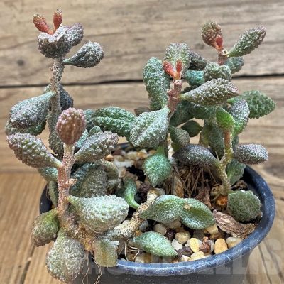 SH24646 Adromischus marianae f. herrei